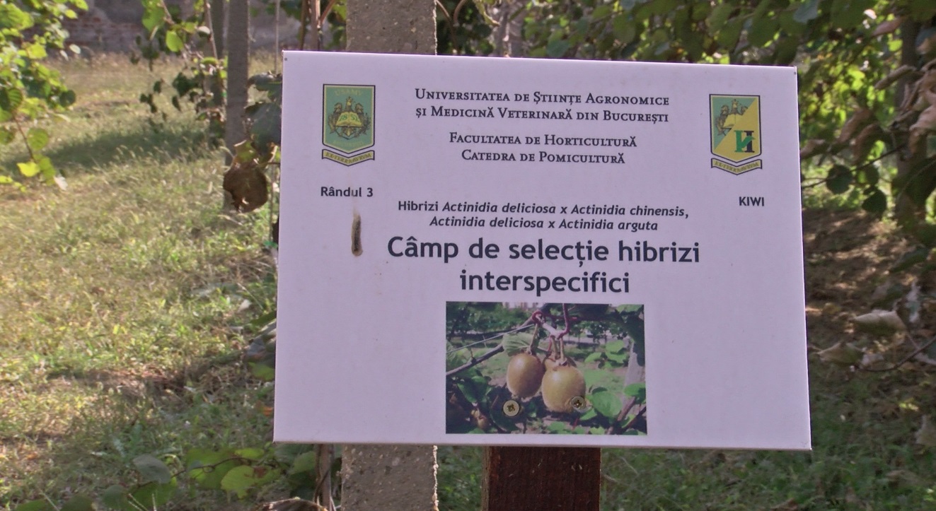 VIDEO/ Fructele exotice se aclimatizează în România. Țăranii vor avea ferme de kiwi. Frunzele sunt bune pentru sarmale