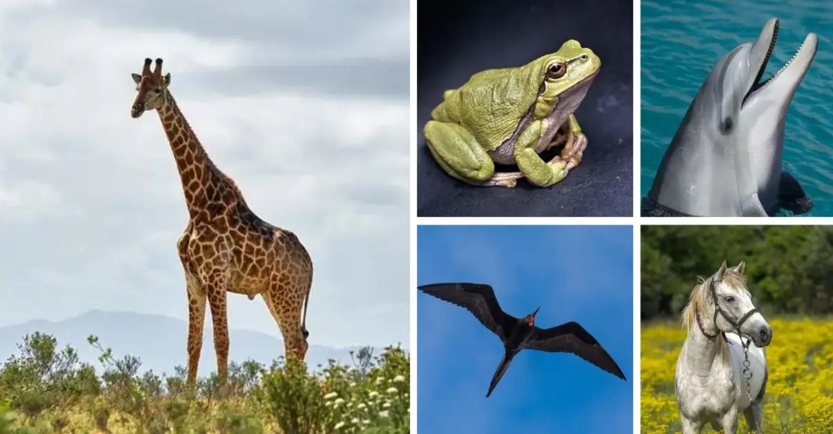 Animals