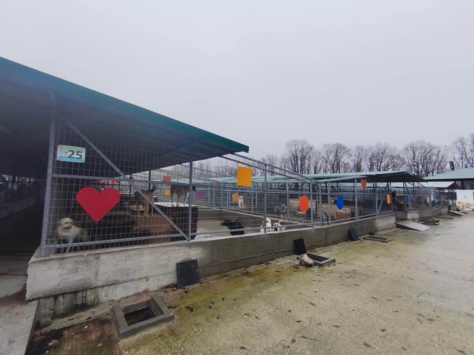 Orașul câinilor. Localitatea din România care a ajuns să găzduiască cel mai mare adăpost din lume dedicat animalelor fără stăpân