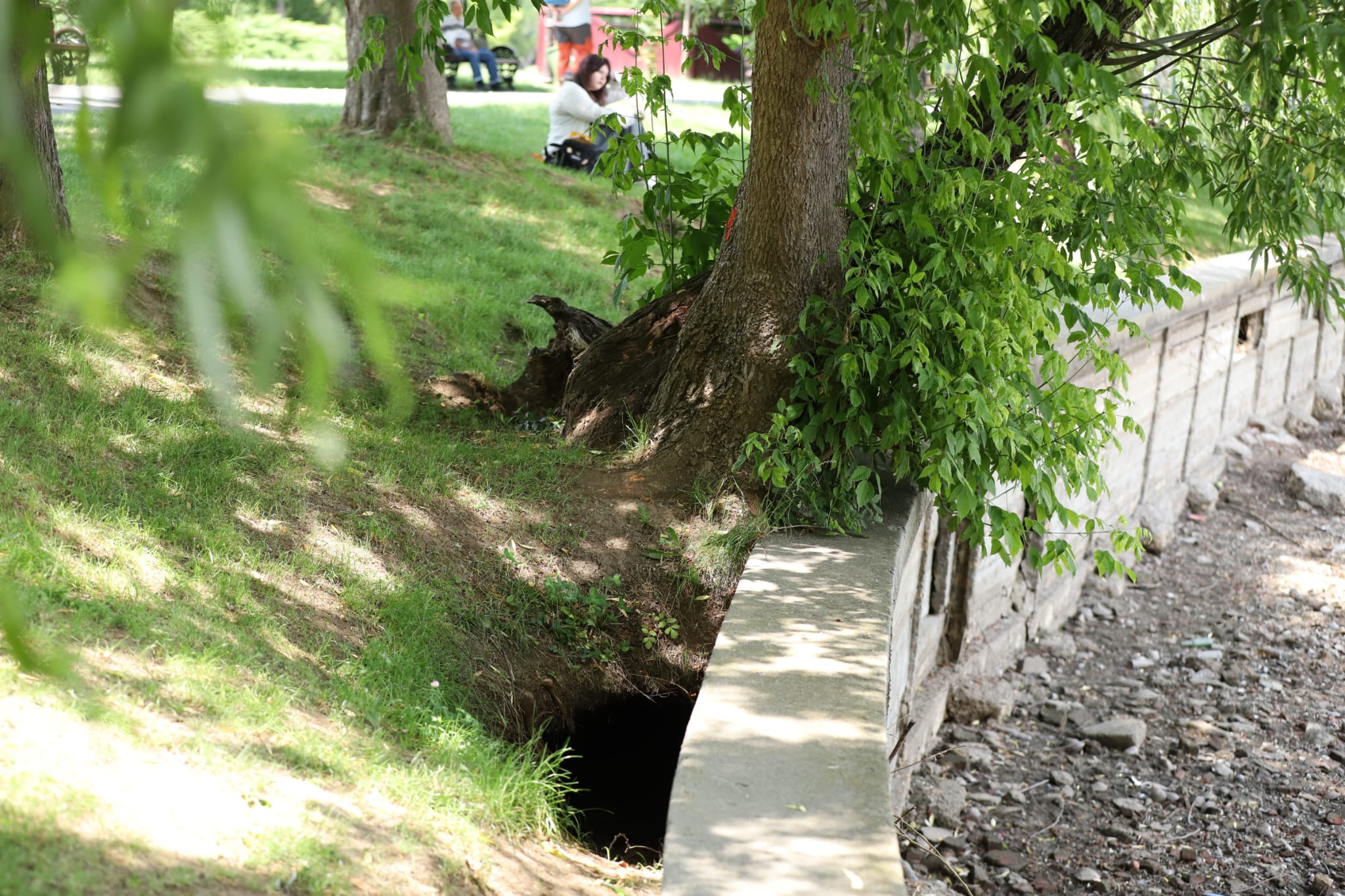 Peștii din Lacul Herăstrău din București au fost strânși după procesul de golire. Ce urmează să se întâmple cu aceștia