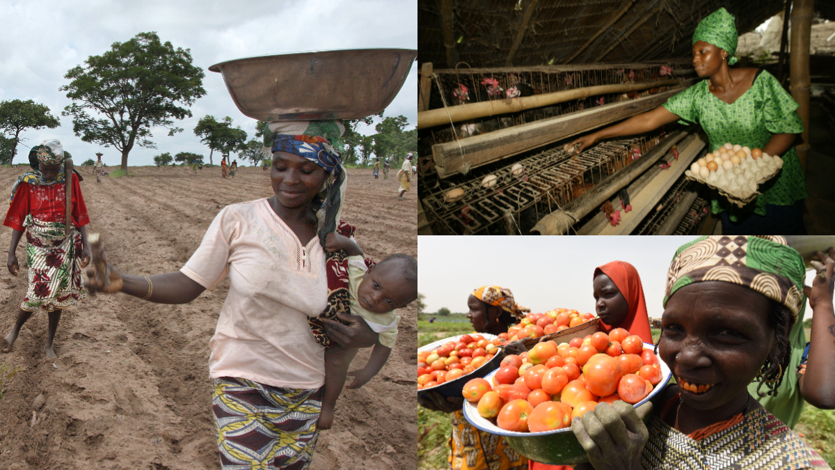 Women to drive 40% of Nigeria’s agricultural revival