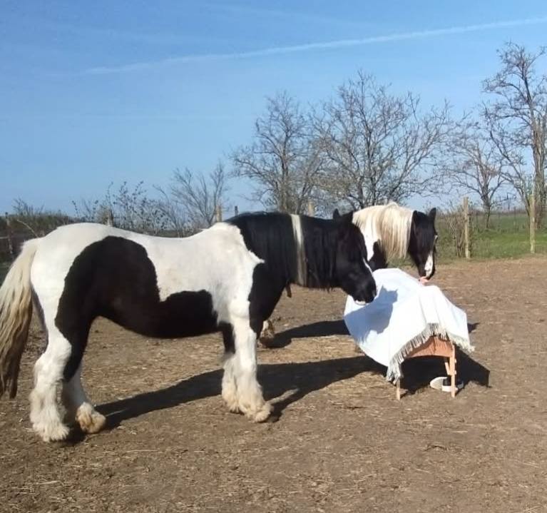 Ahogy Marianna lefeküdt a lovak közé a kezelőágyra, azonnal tudták, mit kell tenniük