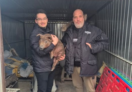 Vágóhídról mentettek malacot az állatvédő szurkolók: Hope élete most már boldog lesz