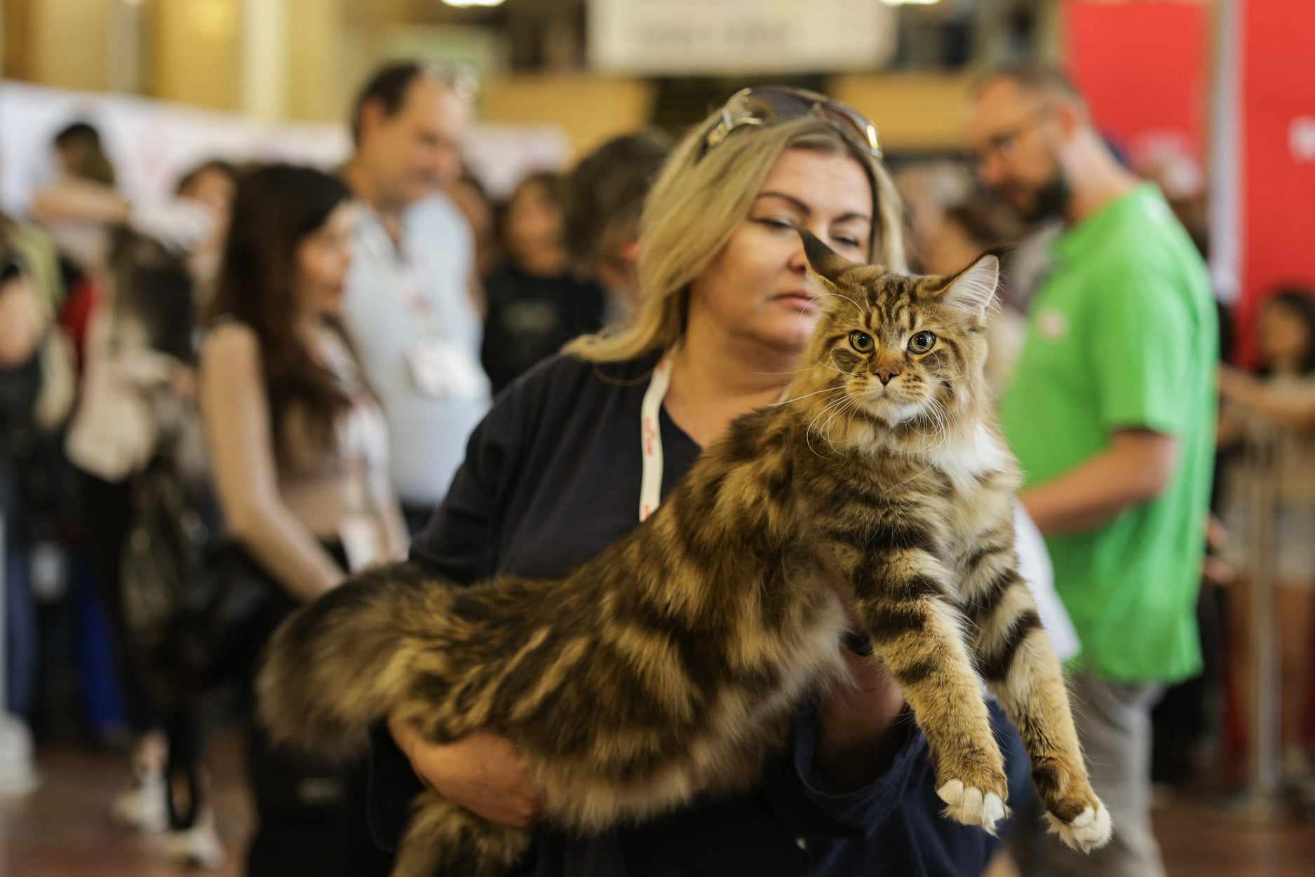 Nordri, câştigătorul cupei europene feline 2024, un superb motan alb din rasa Norvegian de Pădure, poate fi admirat la SofistiCAT, la Sala Palatului