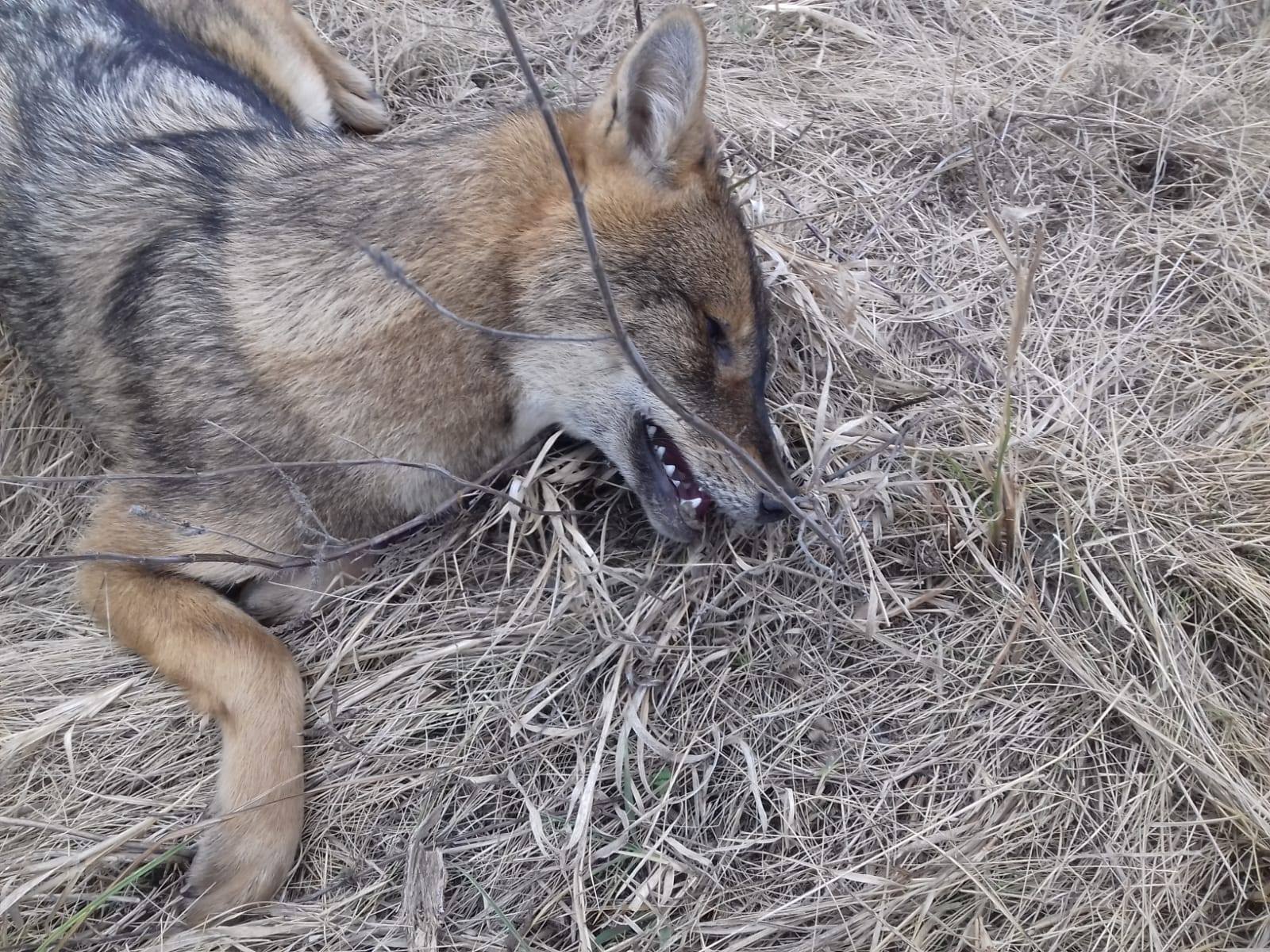 Animale otrăvite pe câmp de substanțele toxice folosite de o firmă care cultiva rapiță în Timiș