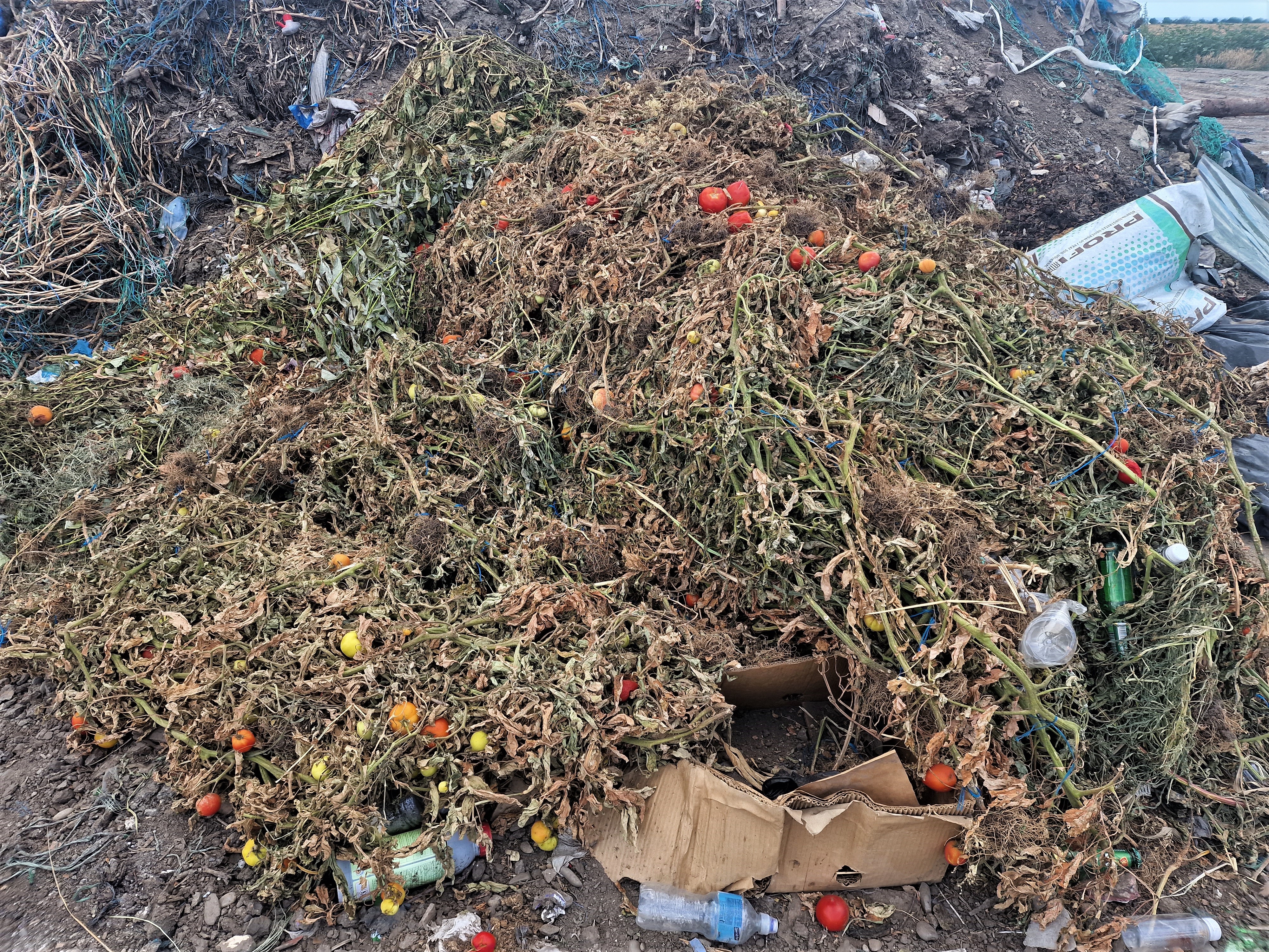 REPORTAJ. Apocalipsa roșiilor. Cultivatorii dintr-o localitate renumită pentru calitatea legumelor au ajuns să le vândă pe nimic sau să le arunce la gunoi: „Anul ăsta ne-a frânt de tot!”