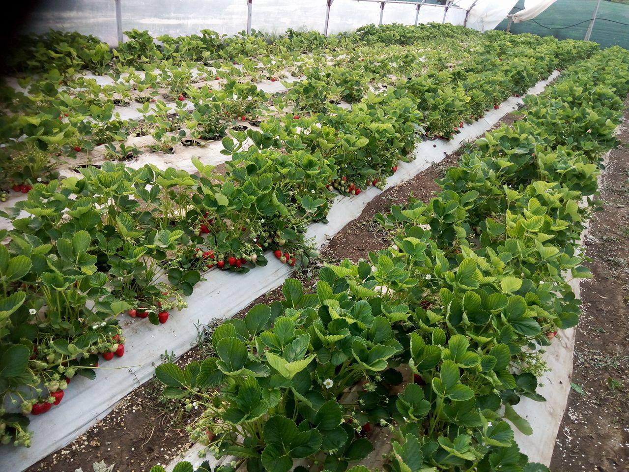 VIDEO EXCLUSIV/Au muncit din greu în Anglia, dar au venit acasă să facă agricultură. Șapte olteni au reînviat C.A.P.-ul!