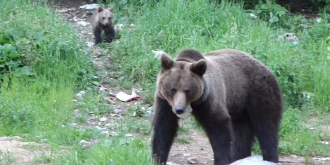 FOTO&VIDEO/ REPORTAJ. Cândva faima României, urșii au devenit o problemă națională care naște controverse aprinse. Soluții propuse de specialiști