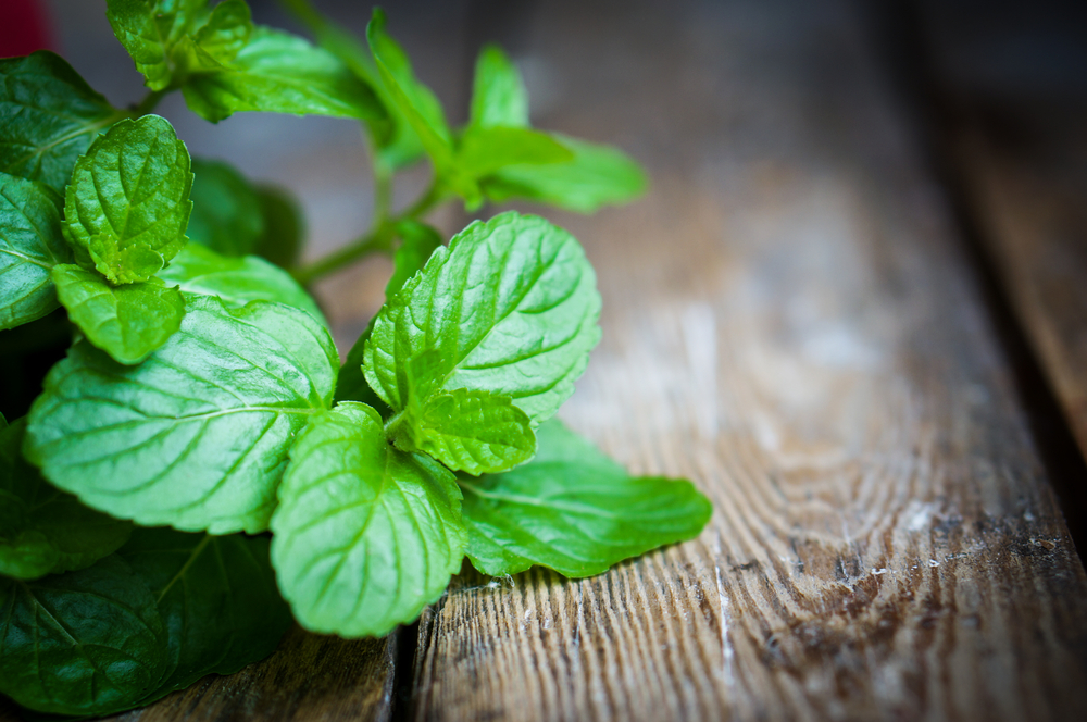 Mentă - beneficii și proprietăți. De ce este recomandat să consumi izmă bună