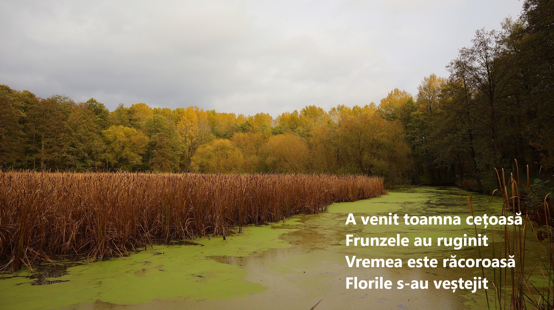 Poezii de toamnă - cele mai frumoase poezii de citit în această toamnă
