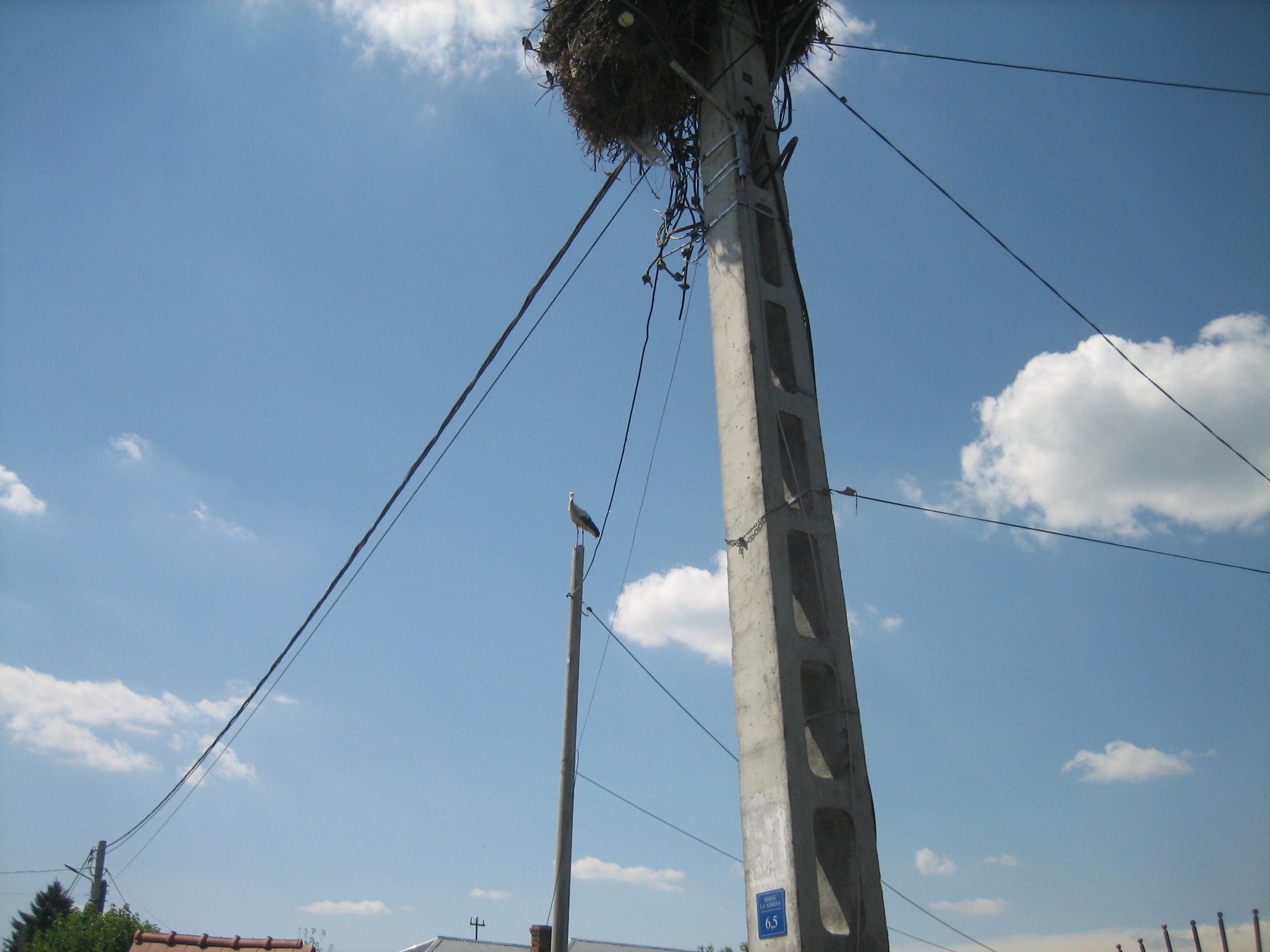 Proiect de protejare a zburătoarelor împotriva electrocutării: Cu ocazia recensământului, casa berzei a primit număr
