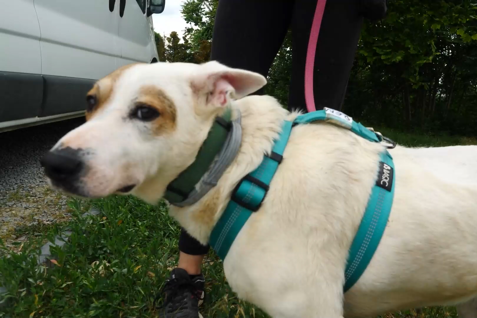 Acasă la motanul Putin şi câinele Zelenski. 30 de animale salvate din Ucraina şi-au găsit salvarea la un adăpost din Cernavodă