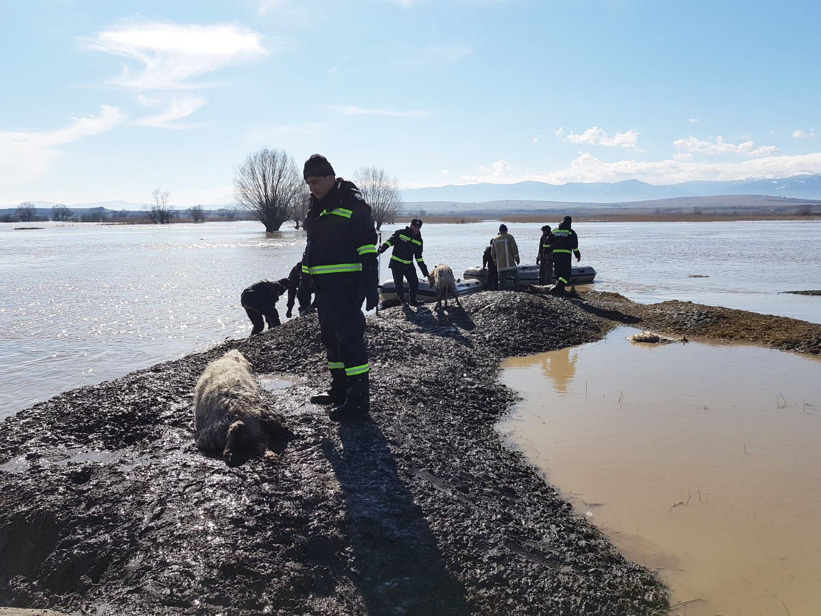 VIDEO. Operaţiunea de evacuare a 200 de oi, la Mândra, reluată de pompierii braşoveni
