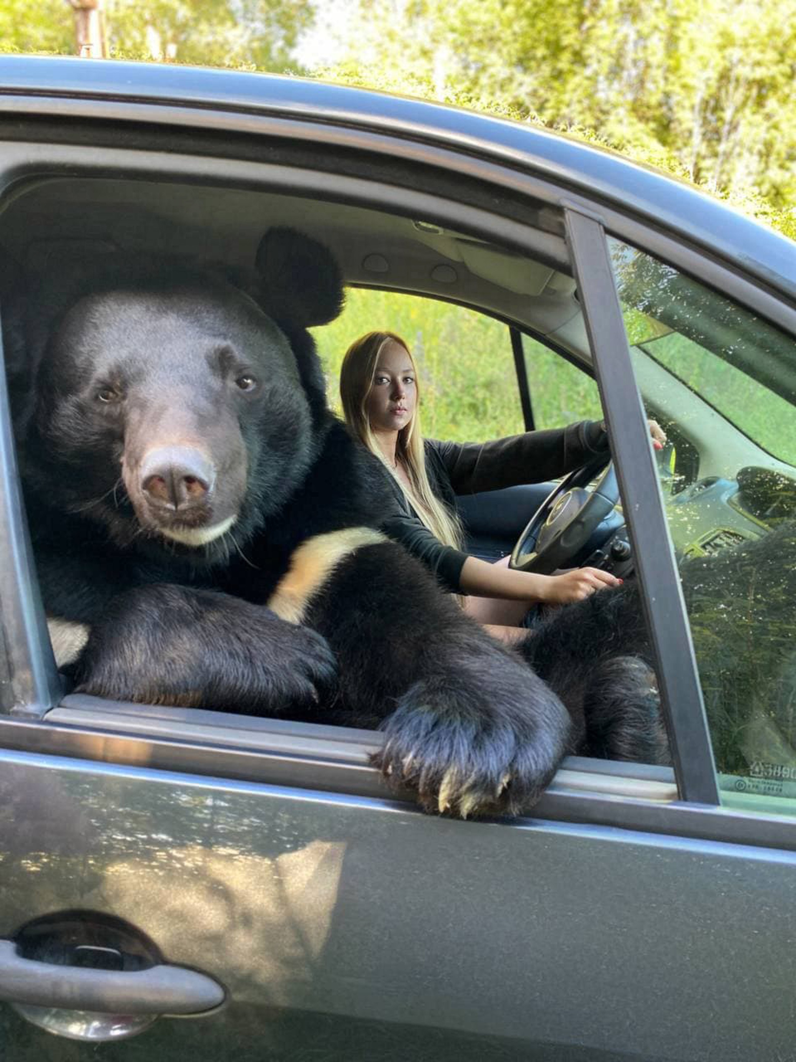 O tânără din Rusia, surprinsă în timp ce călătorește în mașină cu un urs pe locul din dreapta
