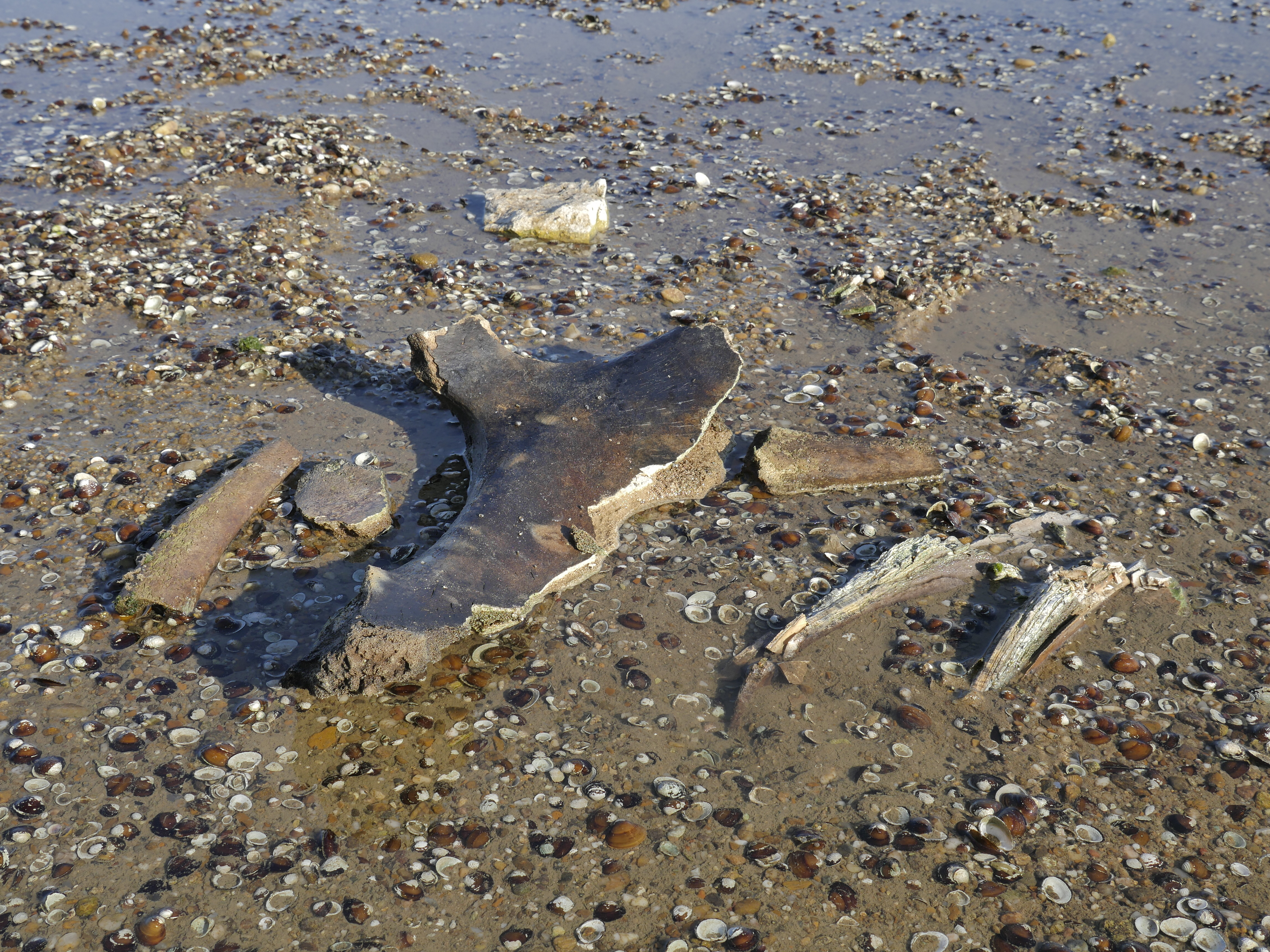 Dunărea a secat în Bulgaria atât de mult, încât au putut fi descoperite rămășițele unui mamut