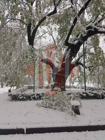 Teiul lui Eminescu din Parcul Copou a fost distrus de ninsoare. Viscolul a făcut ravagii în Iași