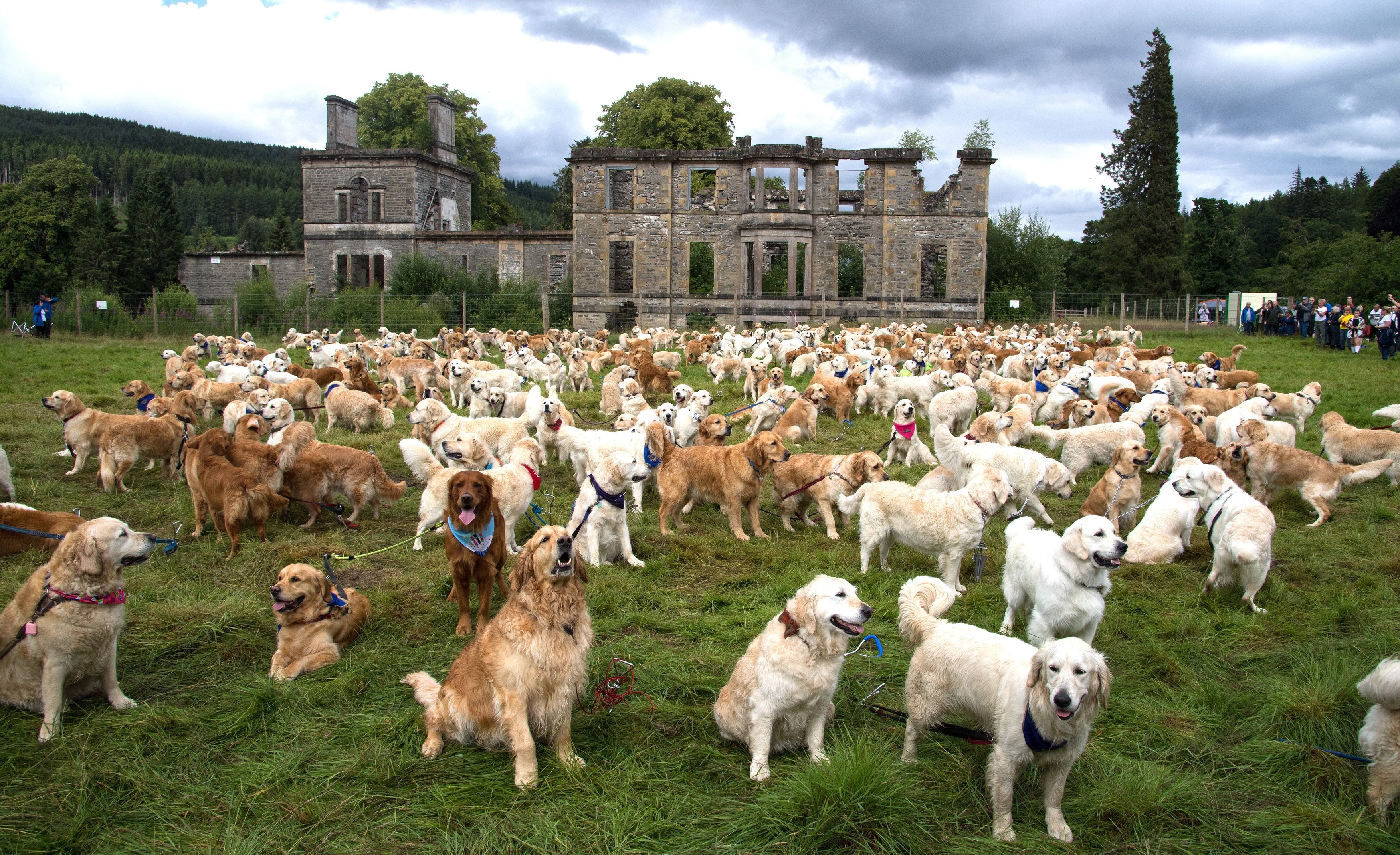 488 de câini Golden Retriever s-au întâlnit în Scoția. Au fost aduși din 12 țări pentru un eveniment special