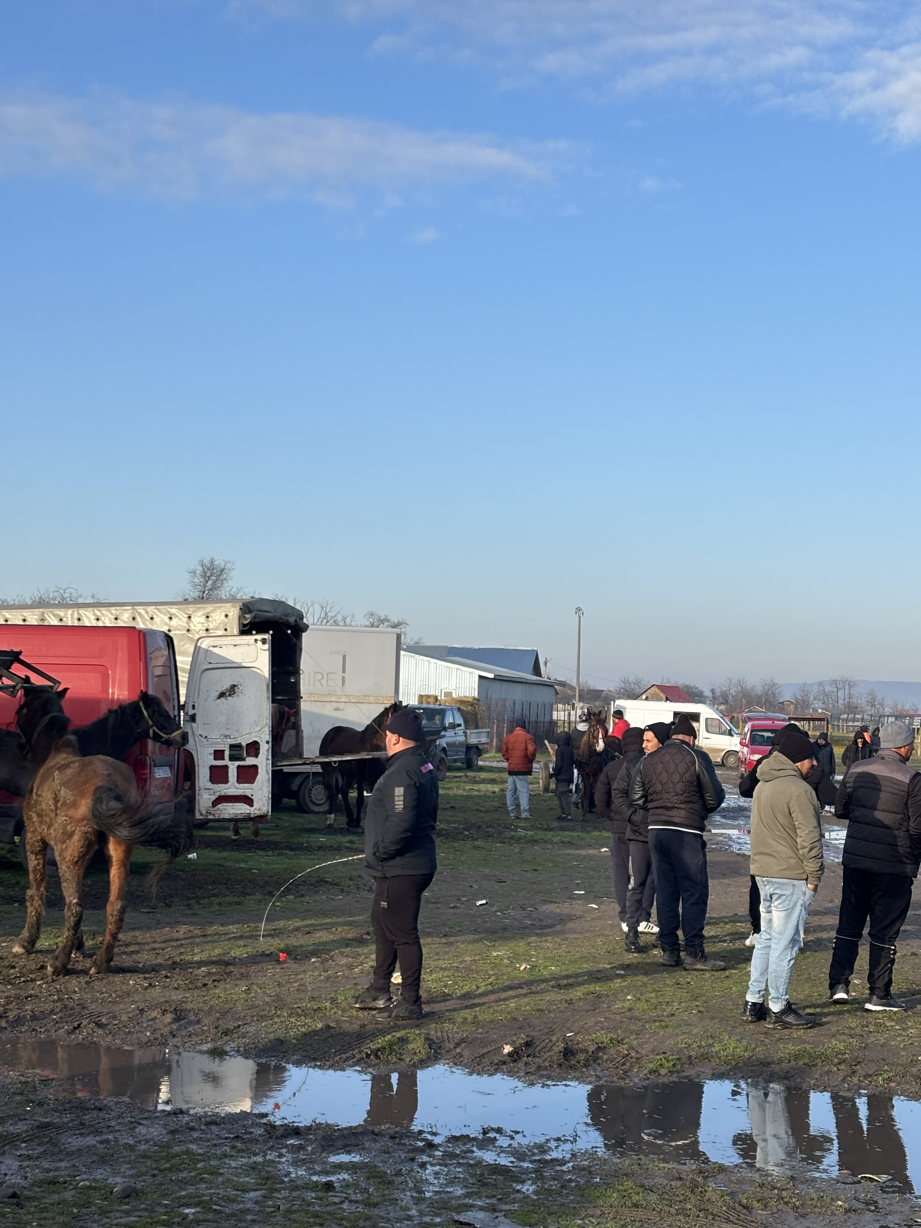„N-am porc din cauza scroafelor de la București! Georgescu o să le dea cu râtul în noroi” - supărarea din Corbii Mari, Voluntari și Smeeni că porcii sunt interziși, de Crăciun, la vânzare în târgurile săptămânale