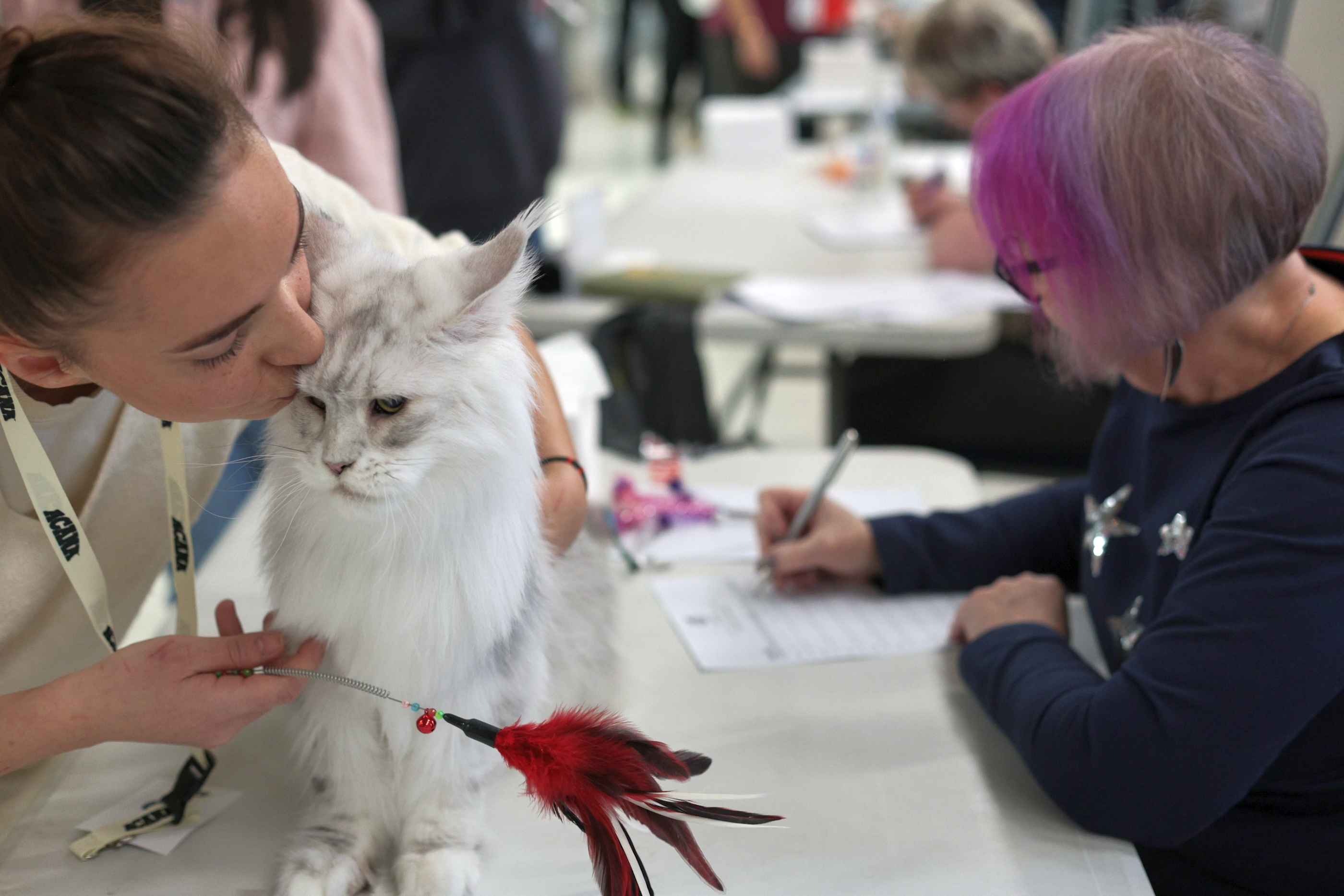 FOTO. Pisicile au pus stăpânire pe un mall din Capitală. Peste 250 de exemplare participă la Expoziția Internațională Feline WCF