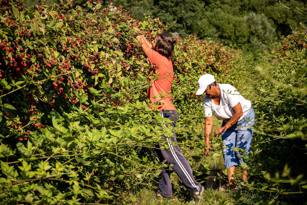 Trei generații au pus pe picioare o plantație de fructe de pădure în Gorj. Nepotul a dezvoltat afacerea, părinții au pus banii, bunica Mărioara coordonează muncitorii