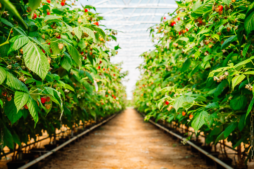 Zmeura - plantare, cultivare și îngrijire. Ce beneficii are consumul de fructe și ce rețete cu zmeură poți încerca