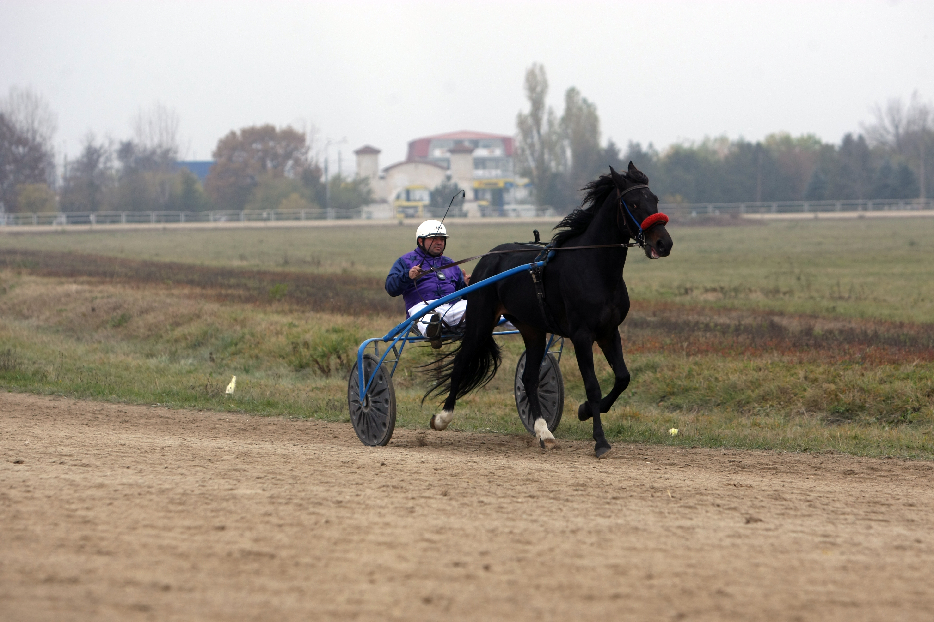 Povestea celui mai rapid cal trăpaș de trei ani: ^”Sunt în tratative să-l vând pe 5.000 de euro!”