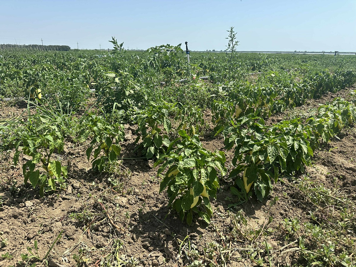 Cât costă un kilogram de roșii la producătorii din Delta Dunării. Le cultivă pe câmpul pe care îl irigă și le vând la tarabă, pe marginea șoselei