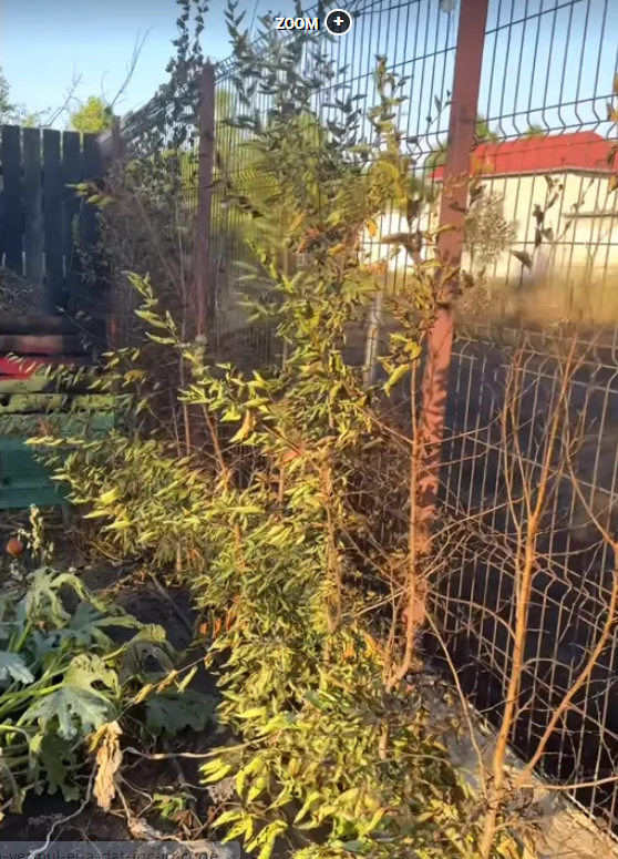 Clipe de panică pentru Ioana Ginghină. „La un pas să luăm astăzi foc din cauza unui vecin inconștient”
