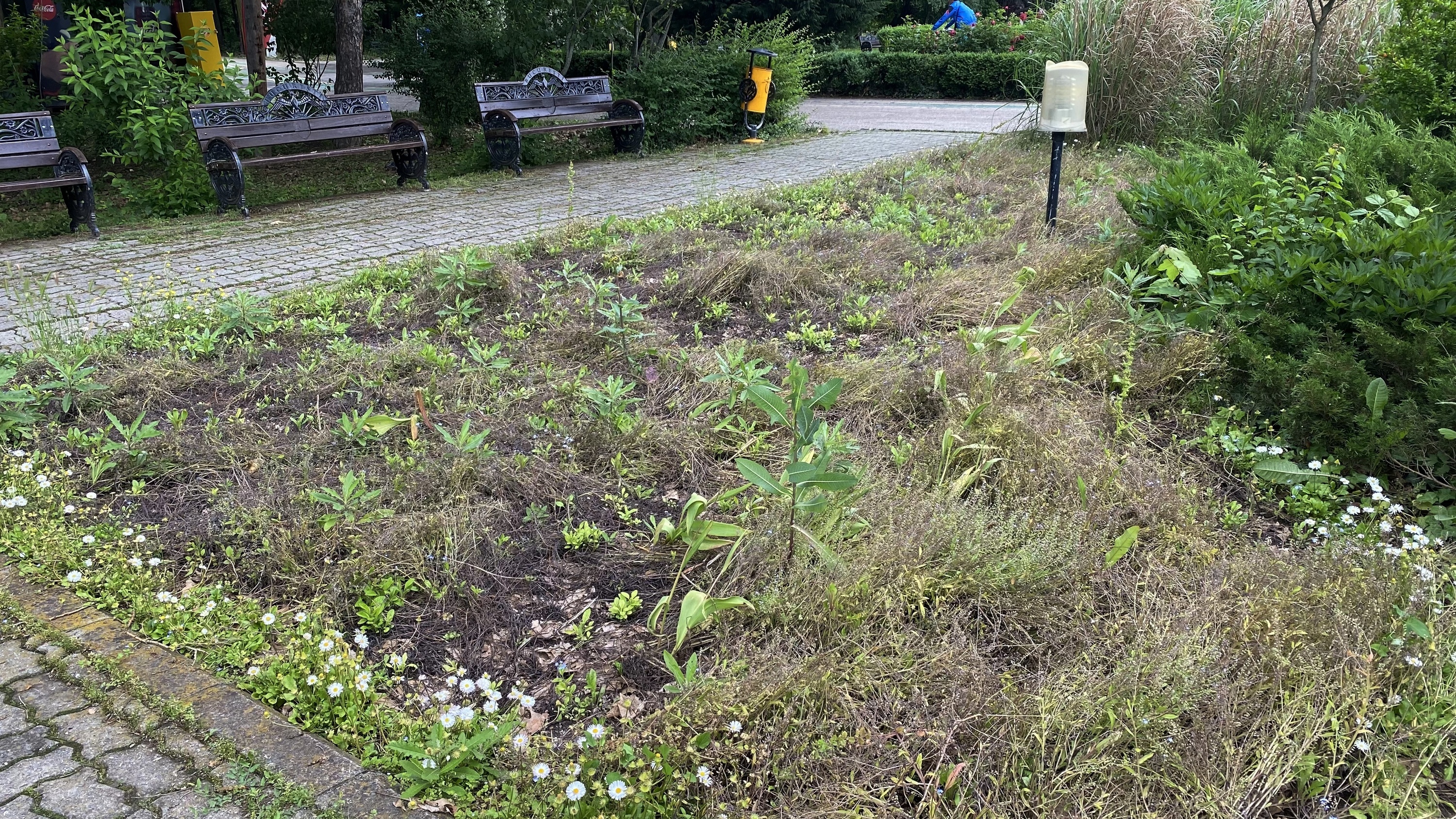Degradarea continuă în parcurile din București. Insula Trandafirilor din Herăstrău, înghițită de buruieni