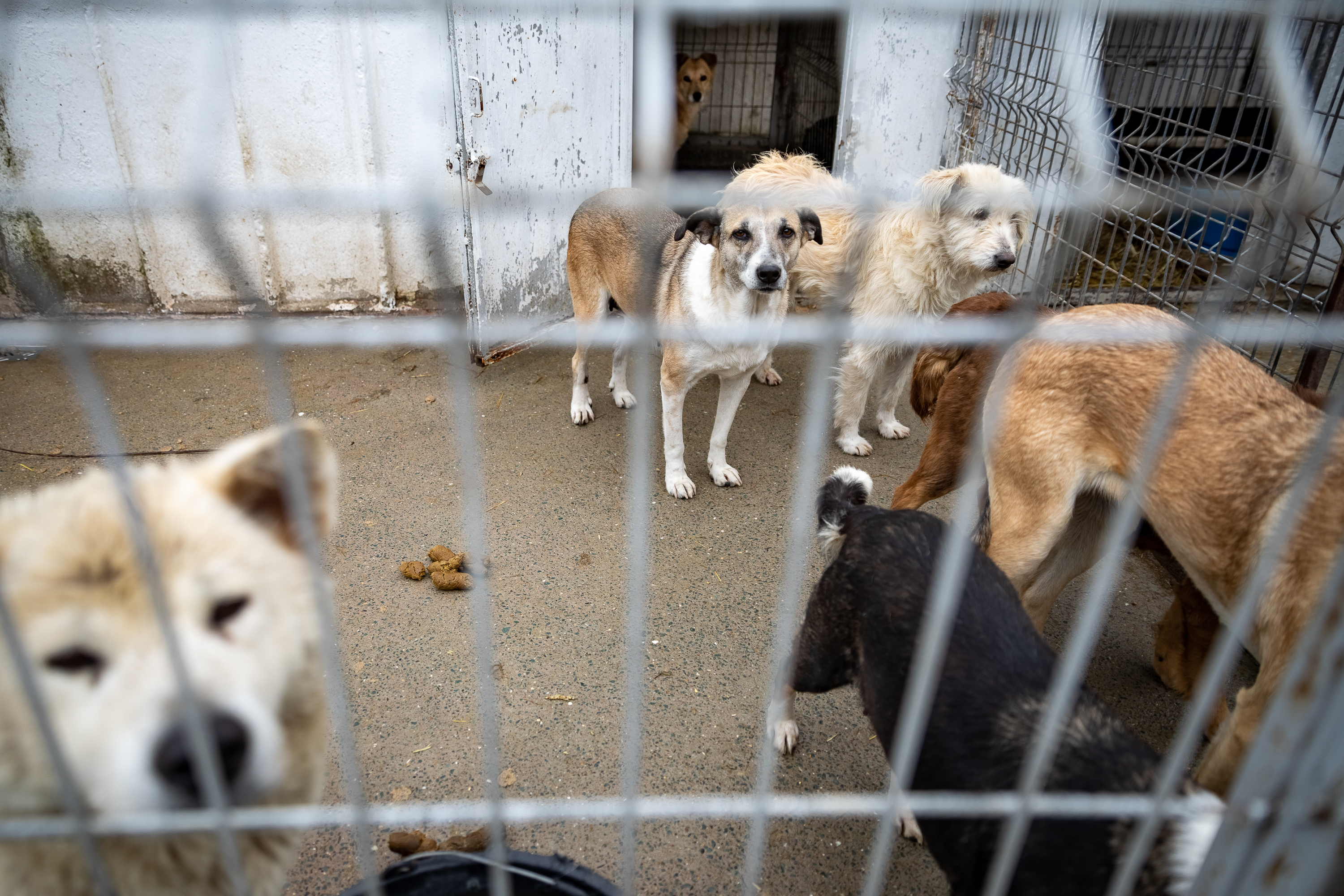 Poliţia Animalelor a împlinit un an. Peste o mie de animale salvate, zeci de dosare penale și 15 persoane arestate