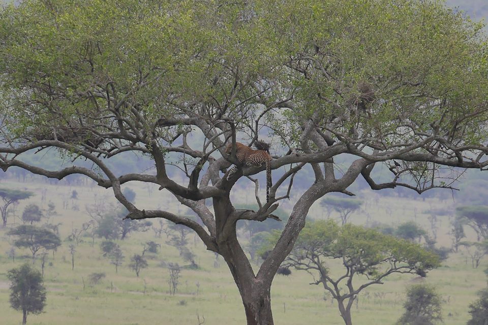 Un colaborator de-al lui Piţurcă îşi petrece vacanţa în Tanzania / GALERIE FOTO&VIDEO