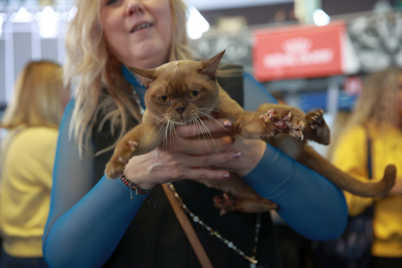 Libertatea a mers la Campionatul Mondial Felin. Bucureștiul, capitala mondială a pisicilor: peste 750 de feline din întreaga lume au strălucit la Romexpo