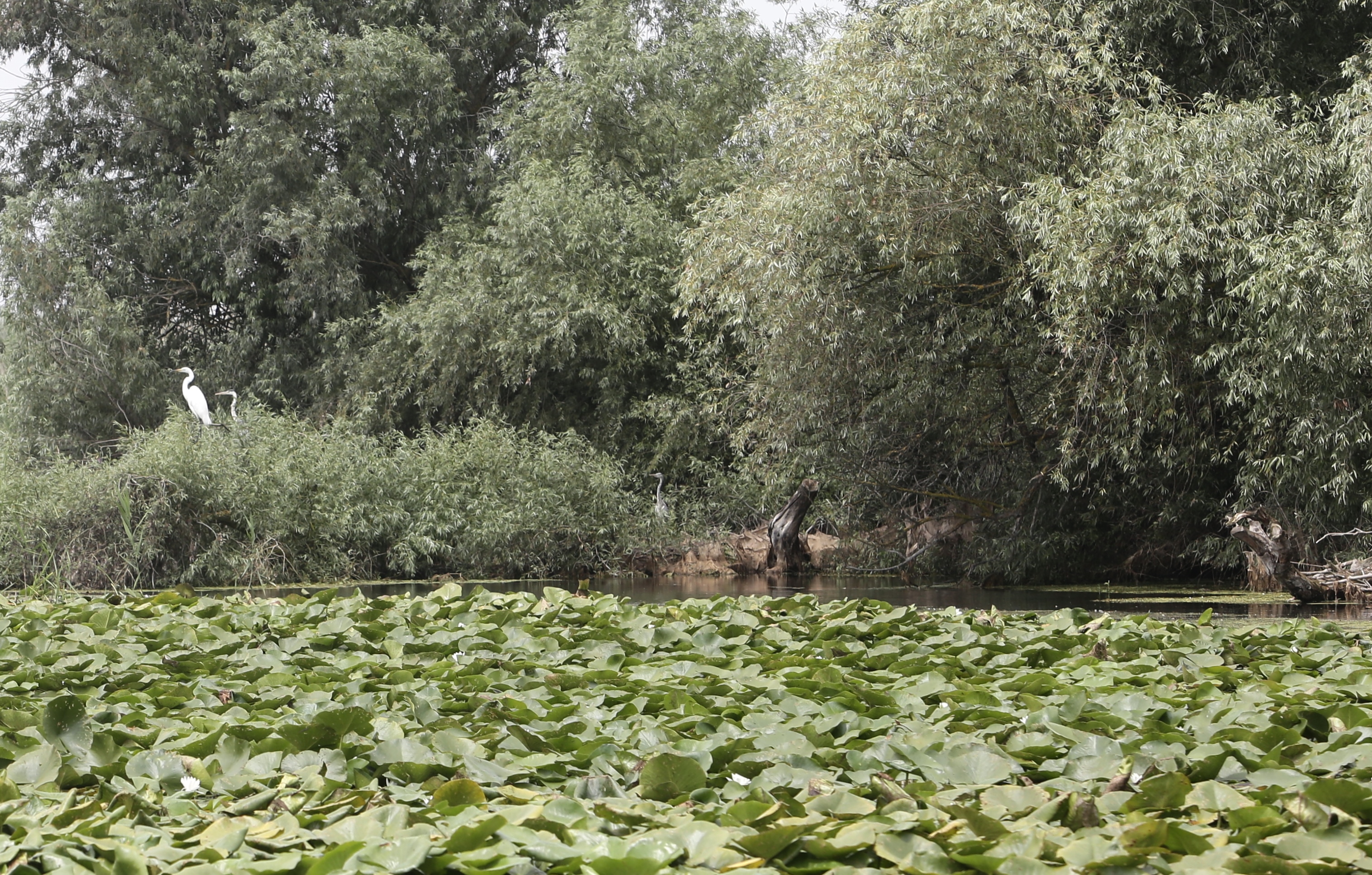 FOTOREPORTAJ/ Prin Delta Dunării, în căutarea sălbăticiei