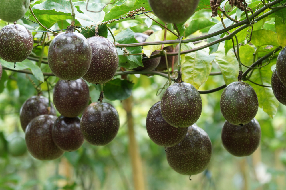Fructul pasiunii - cum se mănâncă și ce gust are. Ce legătură are cu Granadilla