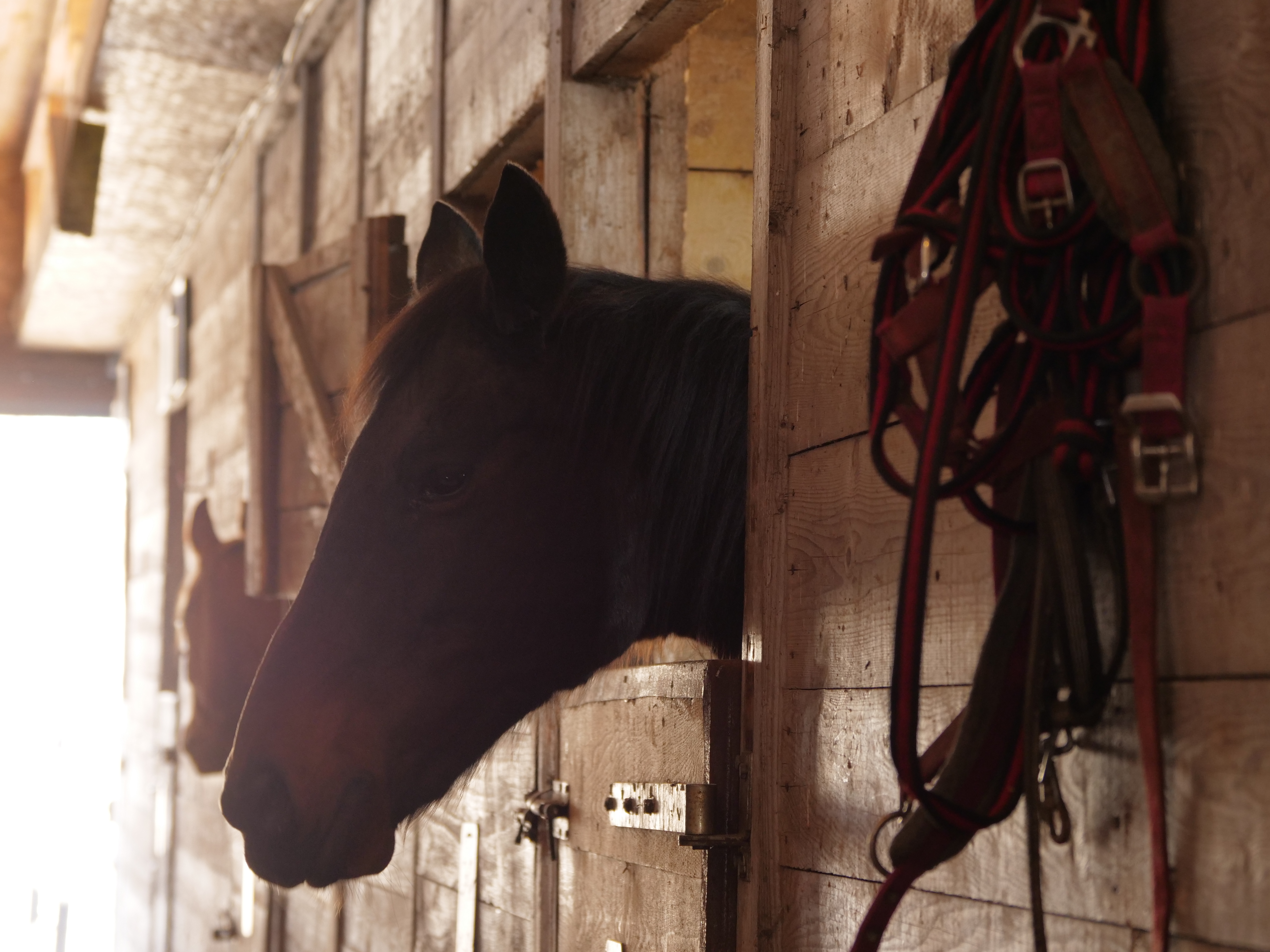 VIDEO | Guillaume Fillet, francezul care a readus cursele de galop în România: "România are tradiție, dar a avut o pauză de zeci de ani"