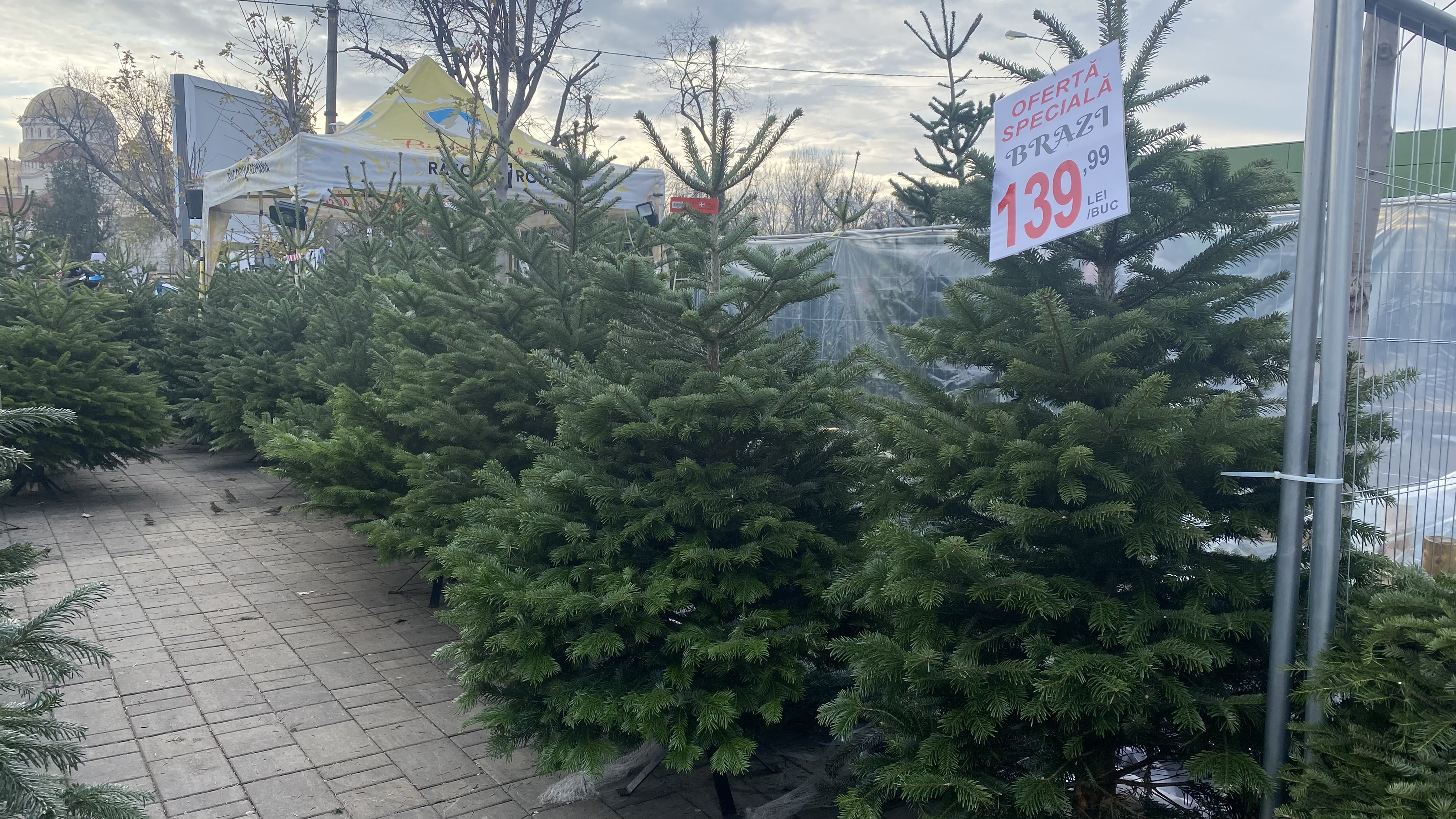 Cât costă brazii de Crăciun? Unde găsești sub 60 de lei și ce conține oferta premium la 4.900 de lei