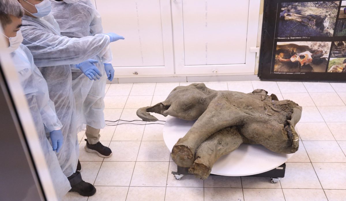 Cercetătorii din Rusia, uimiți de o comoară preistorică veche de 50.000 de ani descoperită în permafrostul din Yakutia