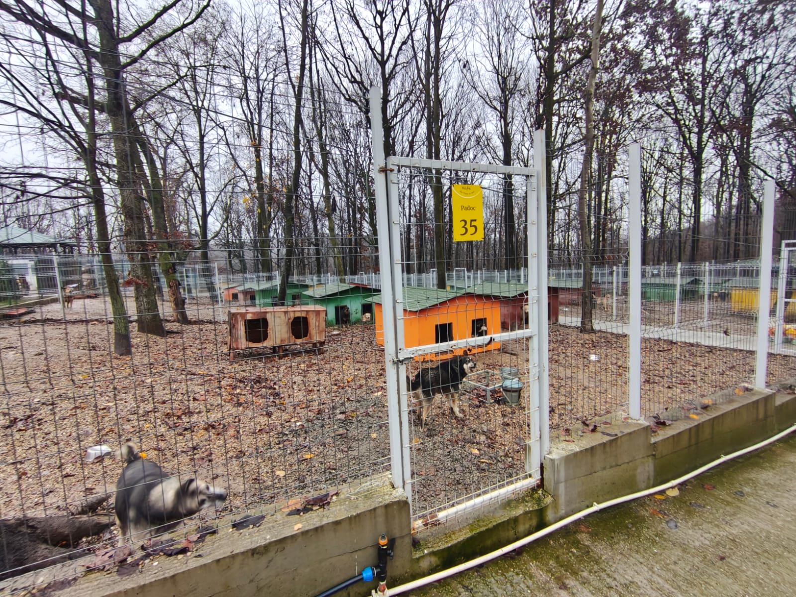 Orașul câinilor. Localitatea din România care a ajuns să găzduiască cel mai mare adăpost din lume dedicat animalelor fără stăpân
