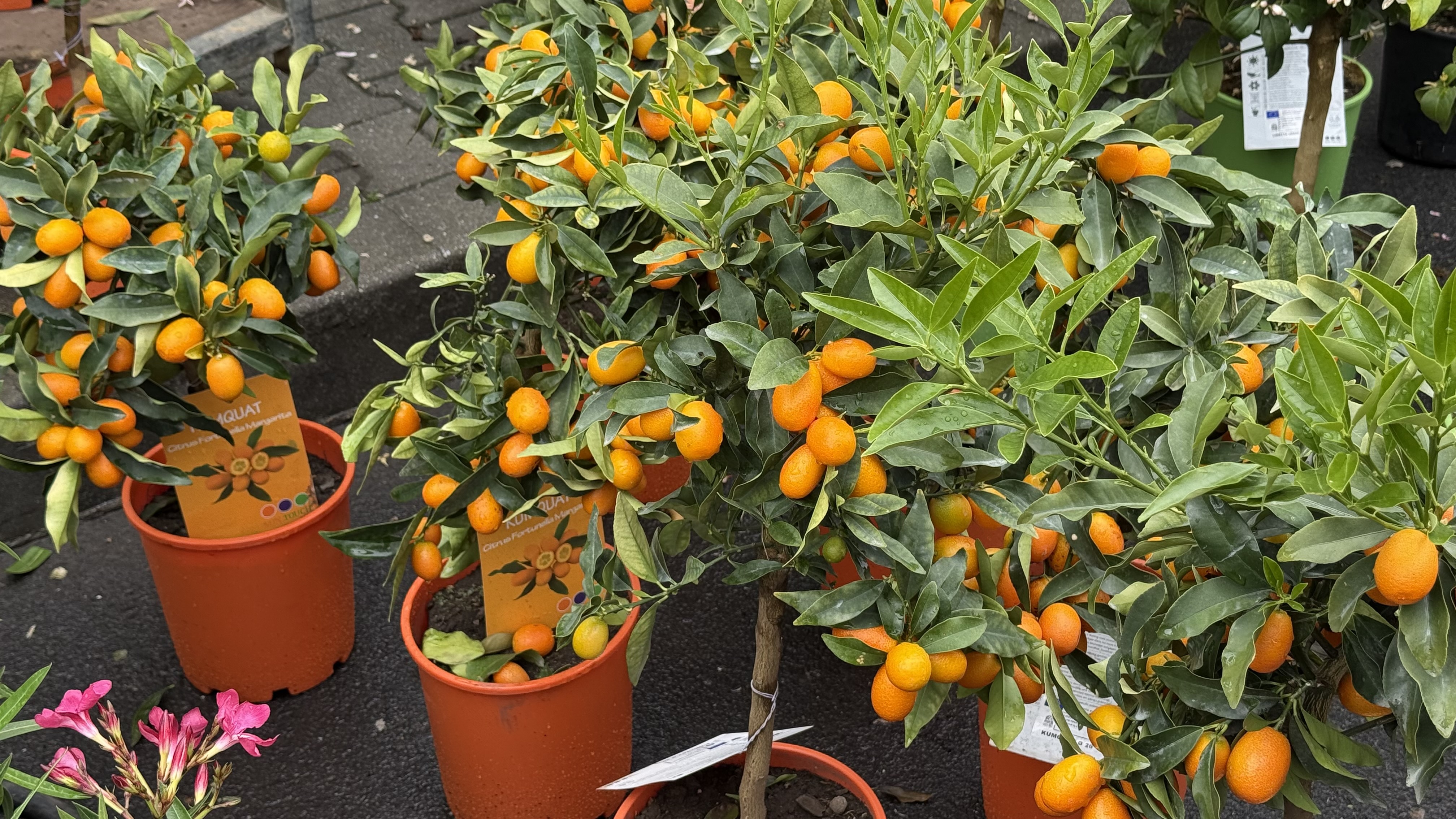 Explozie de flori și fructe exotice la Agronomie. Cât au plătit oamenii pentru „Mâna lui Buddha” „Banana Nordului” și smochinul mov