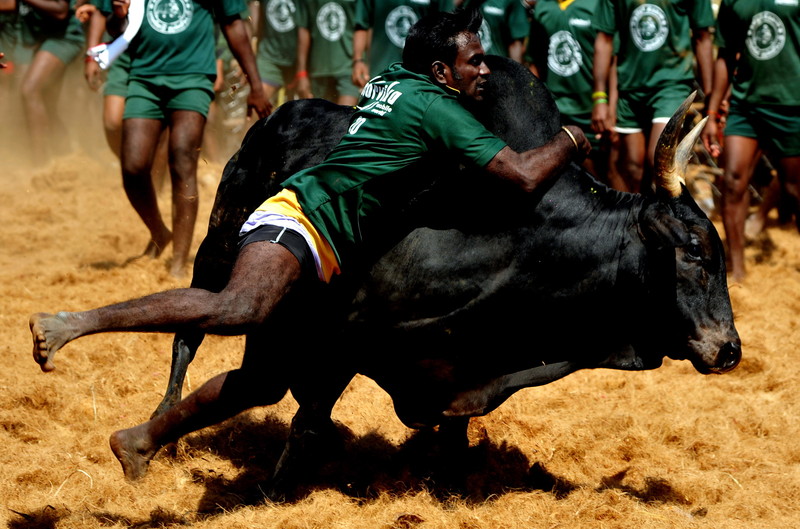 Un mort și zeci de răniți în prima zi a unui festival rodeo în India. Taurii sunt îmbătați înainte de a fi eliberați