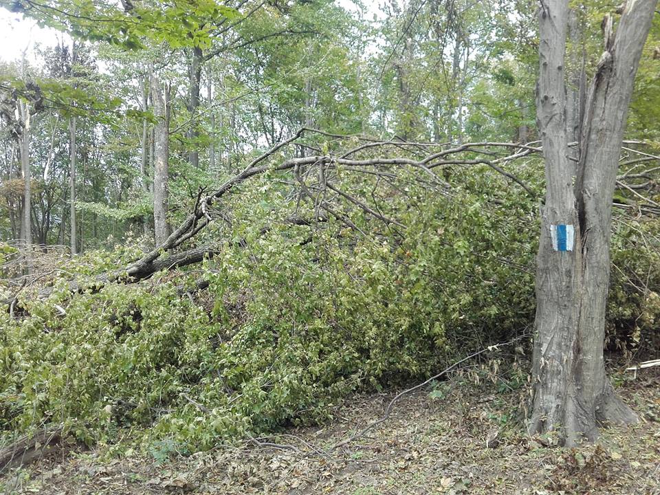 Traseele turistice din vestul Munților Zărandului, blocate parțial de arborii doborâți de vijelii