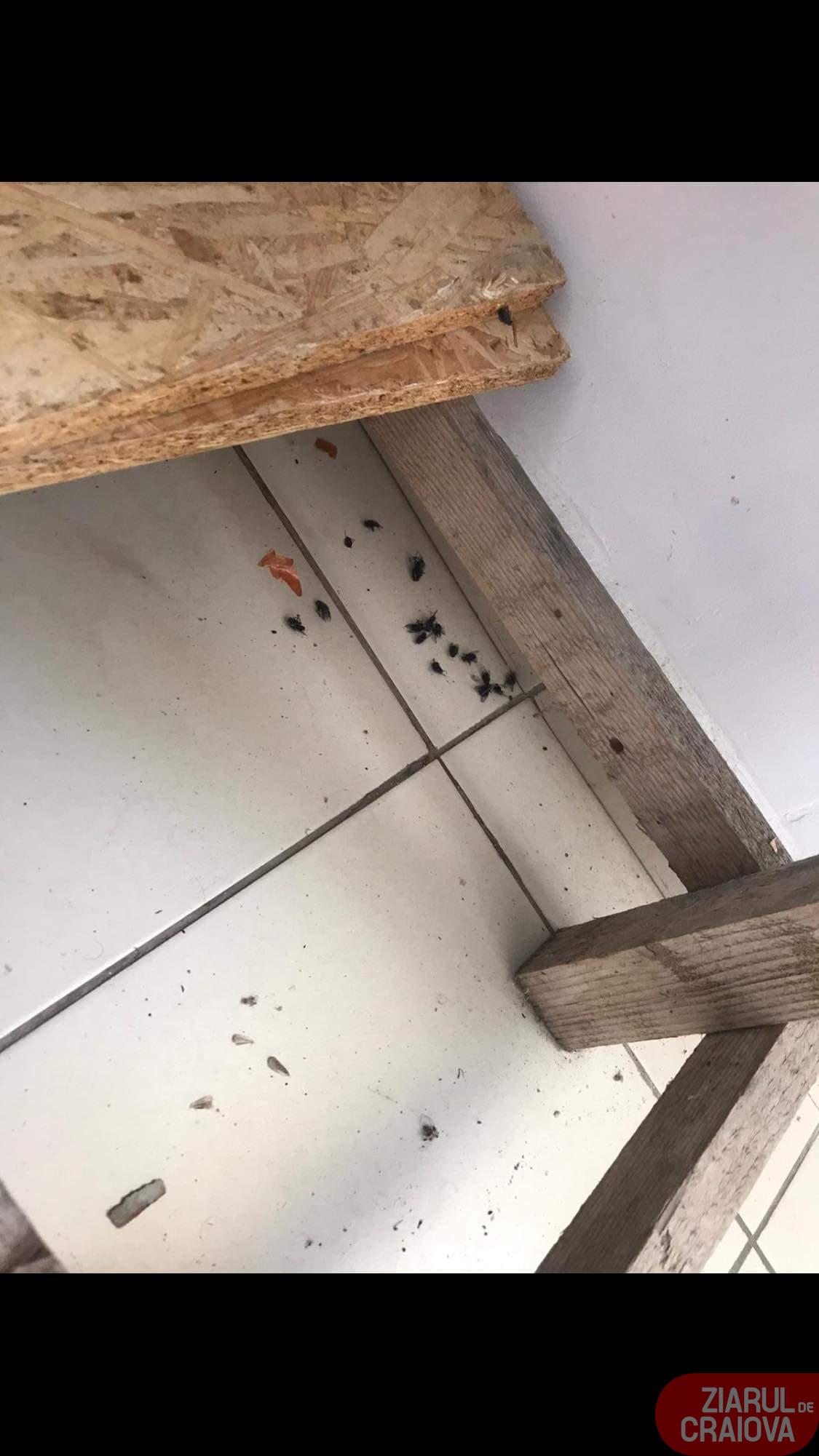 După ce au apărut imagini cu condițiile inumane de la centrul de carantină din Calafat, oamenii au fost mutați. Explicațiile primarului: ”Consilierii n-au fost de acord să-i ducem la hotelul lui Gică Popescu”