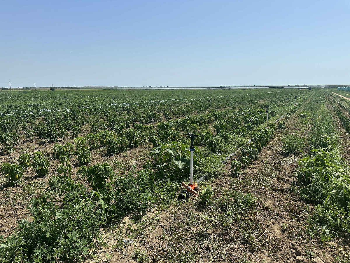 Cât costă un kilogram de roșii la producătorii din Delta Dunării. Le cultivă pe câmpul pe care îl irigă și le vând la tarabă, pe marginea șoselei
