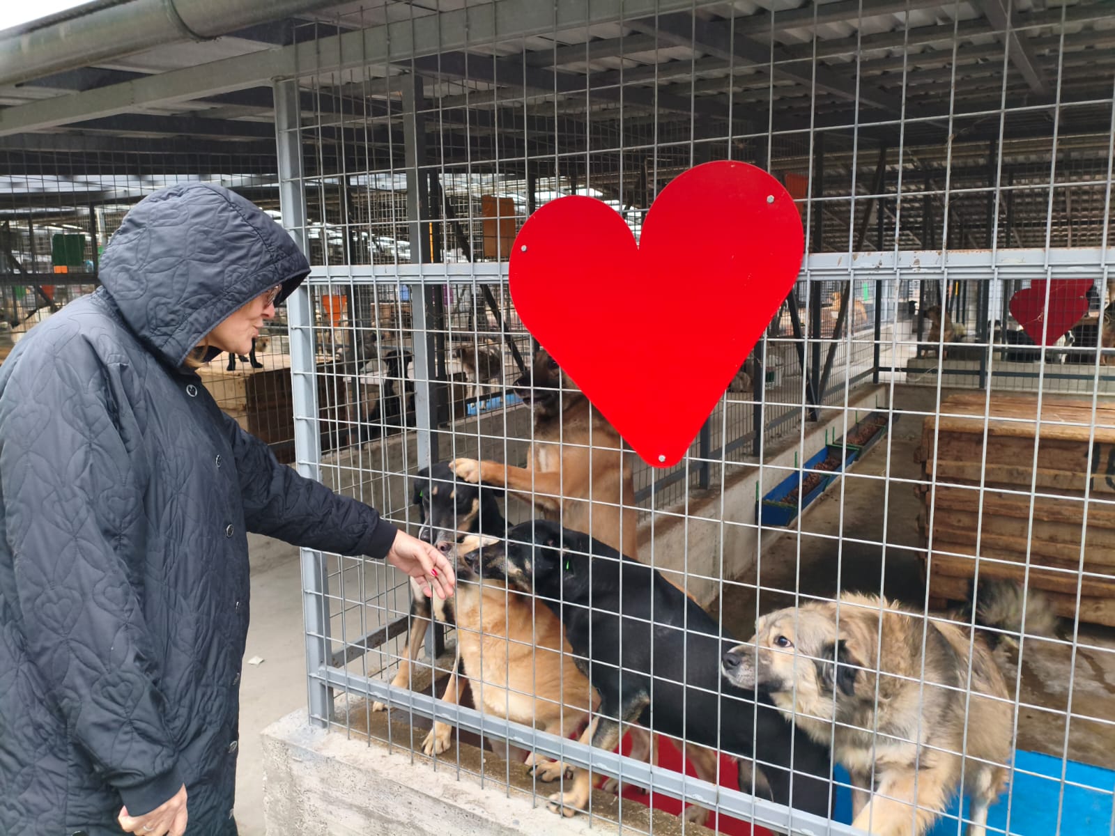 Orașul câinilor. Localitatea din România care a ajuns să găzduiască cel mai mare adăpost din lume dedicat animalelor fără stăpân