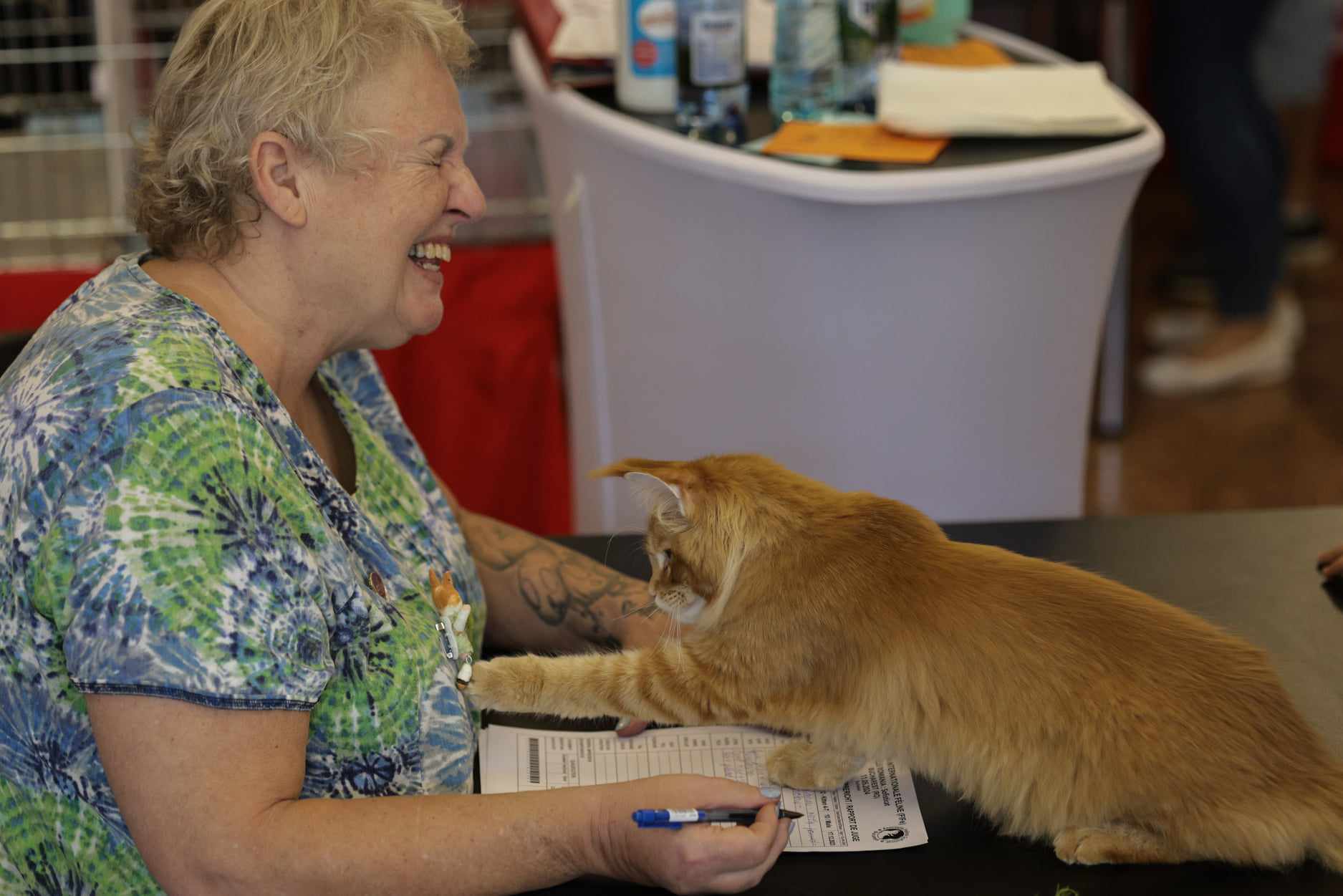 Nordri, câştigătorul cupei europene feline 2024, un superb motan alb din rasa Norvegian de Pădure, poate fi admirat la SofistiCAT, la Sala Palatului