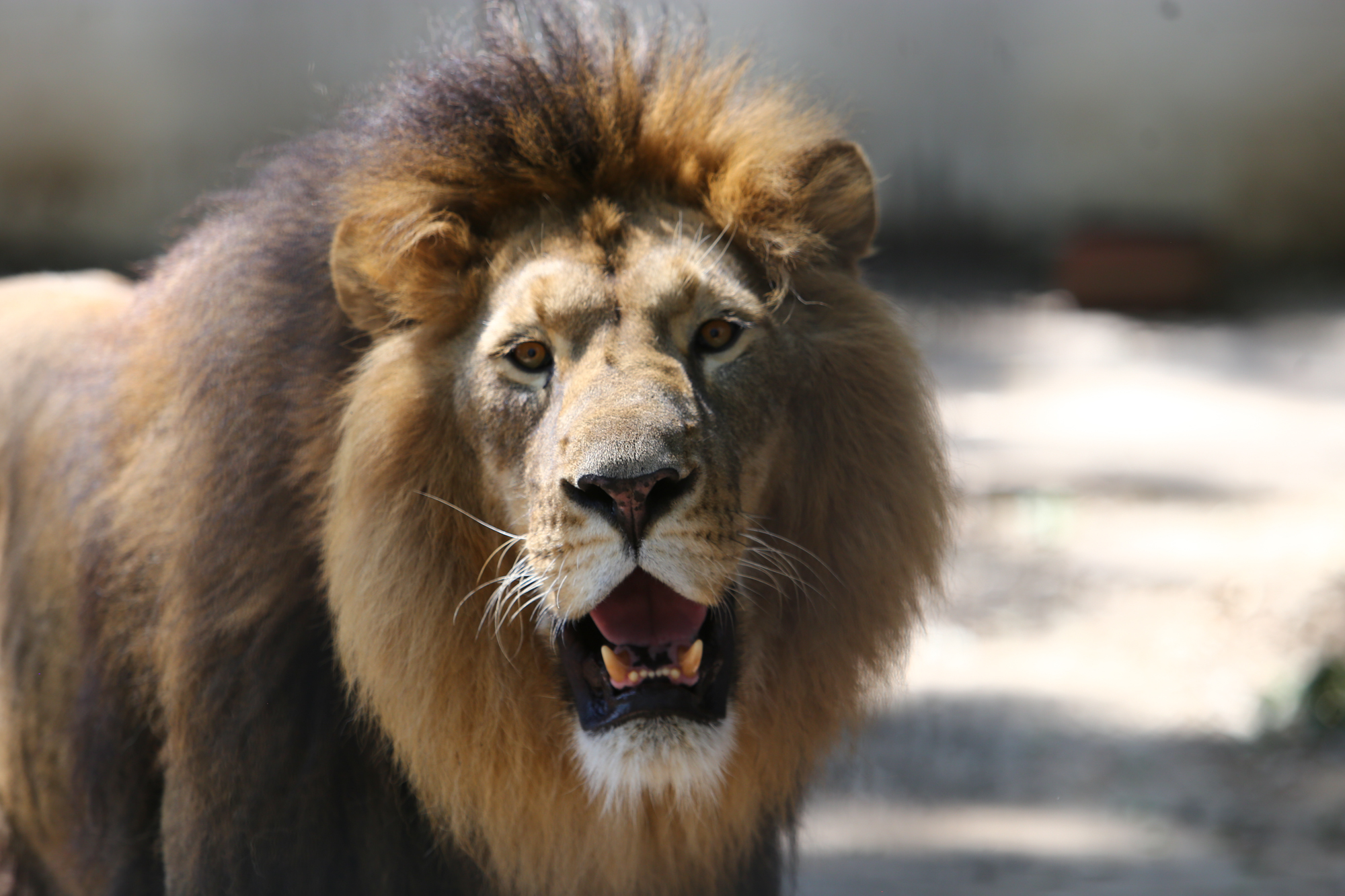 REPORTAJ. Grădina Zoologică din Brăila - în vizită la „pușcăria animalelor”: Vietăți apatice, mâncare puţină, apă în cauciucuri de maşină