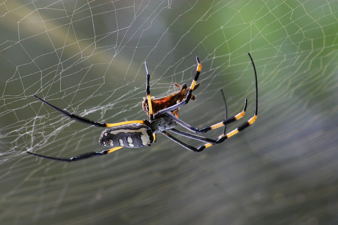 Tigrul platanului - ce este și cum ne apărăm de înțepăturile insectei