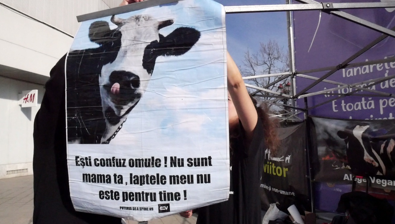 VIDEO Veganii au protestat în mai multe locuri din București: „Carnea e o crimă”