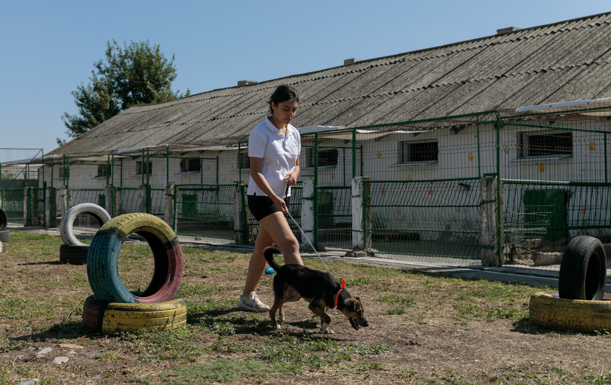 „Îi oferi o viață, iar când crește, îl arunci pe stradă. Ăsta este egoism”. Patru studenți din Turcia au grijă de câinii abandonați din București