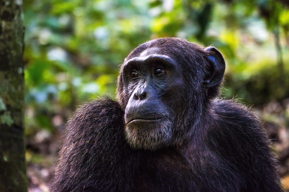 Véres polgárháborút vívnak a csimpánzok egy ugandai erdő mélyén
